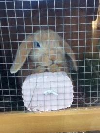 Kanin Nuser<3 billede 3