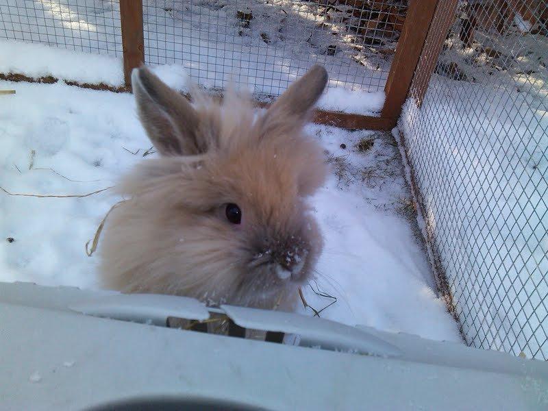 Kanin Kokos - Nyt! billede 19