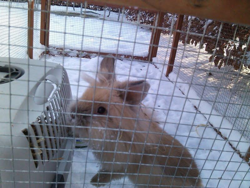 Kanin Kokos - Nyt! billede 18