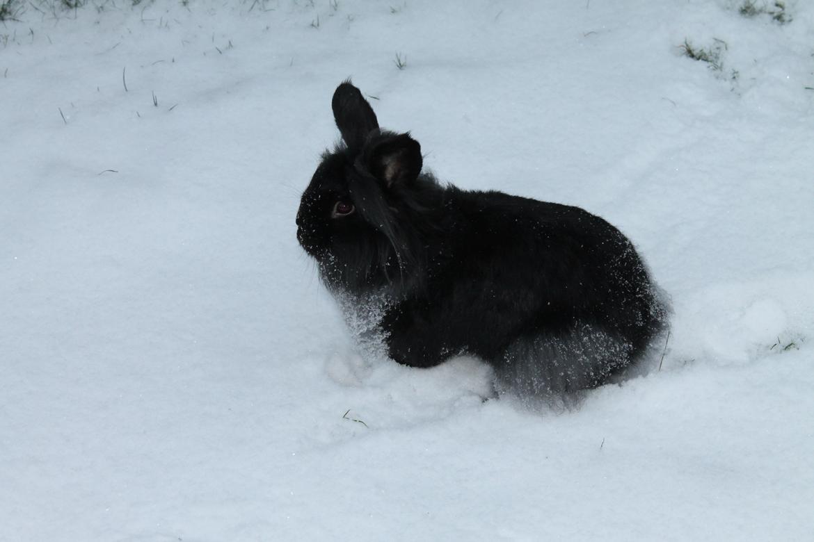 Kanin | Sofus [Engel] - Fusse i sneen, den 19/1 2013 :-) Han hyggede sig mega meget<3 billede 3