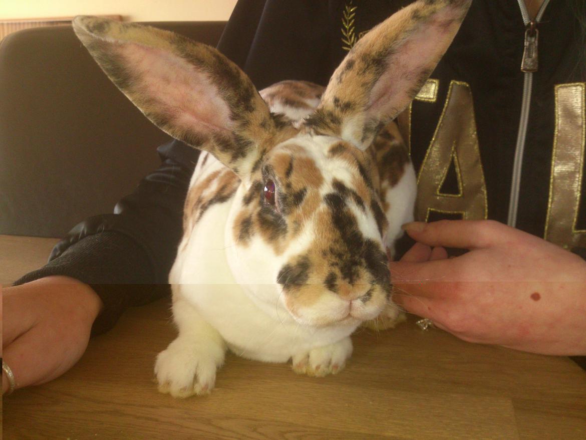 Kanin Lucky Luke billede 1