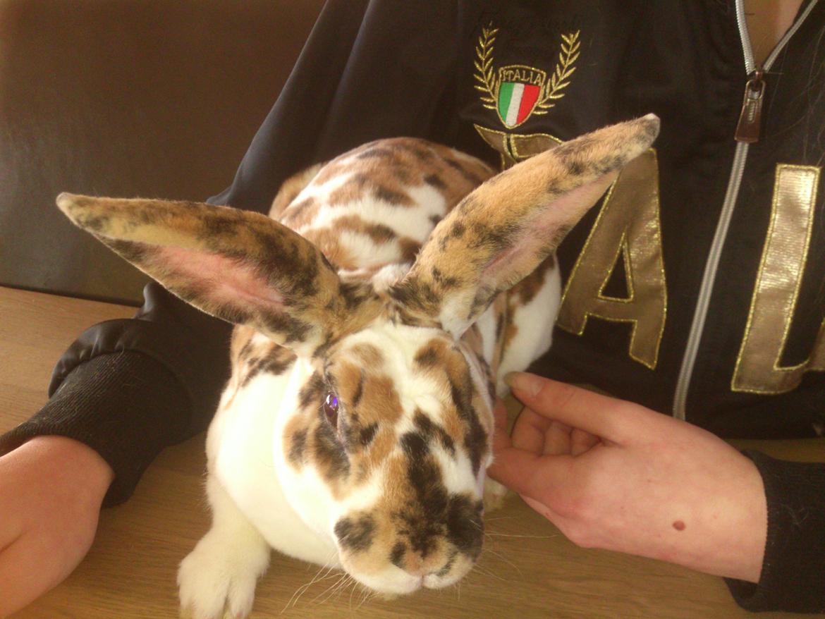 Kanin Lucky Luke billede 2