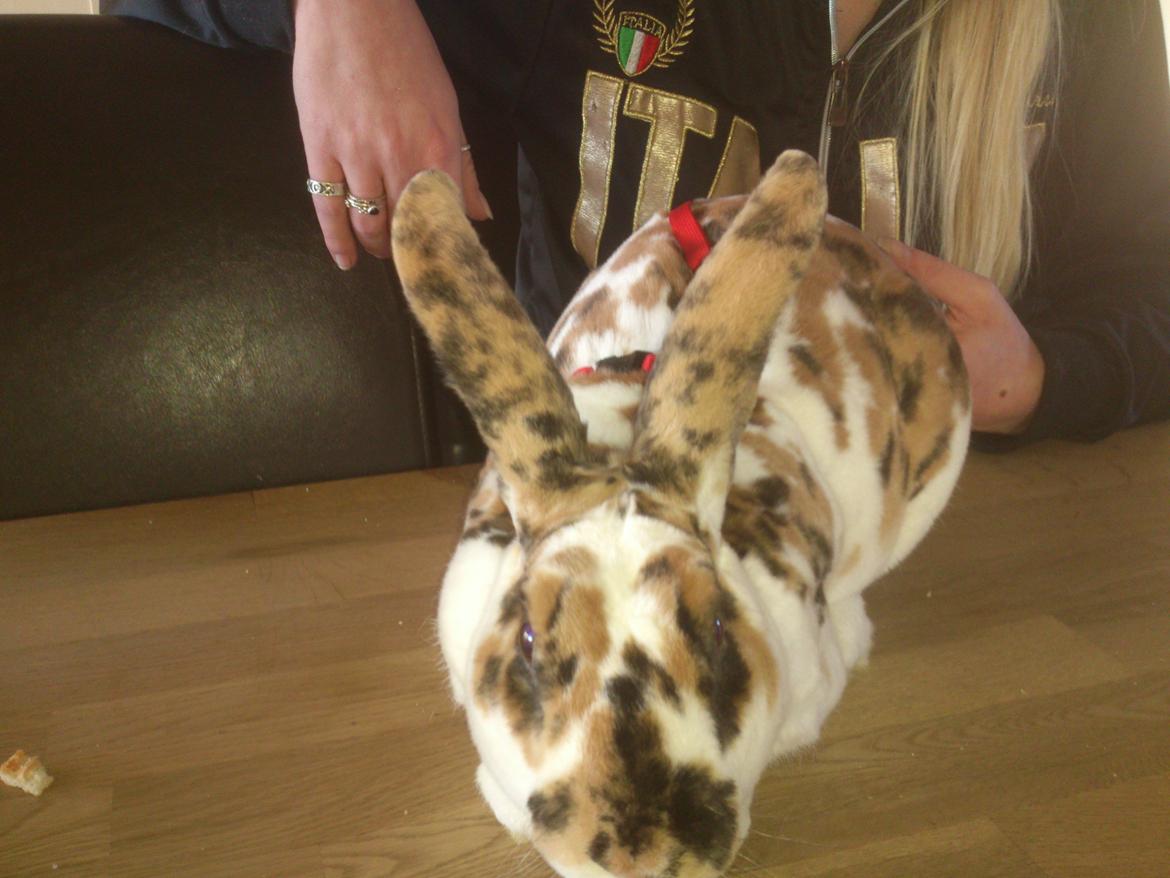 Kanin Lucky Luke billede 3