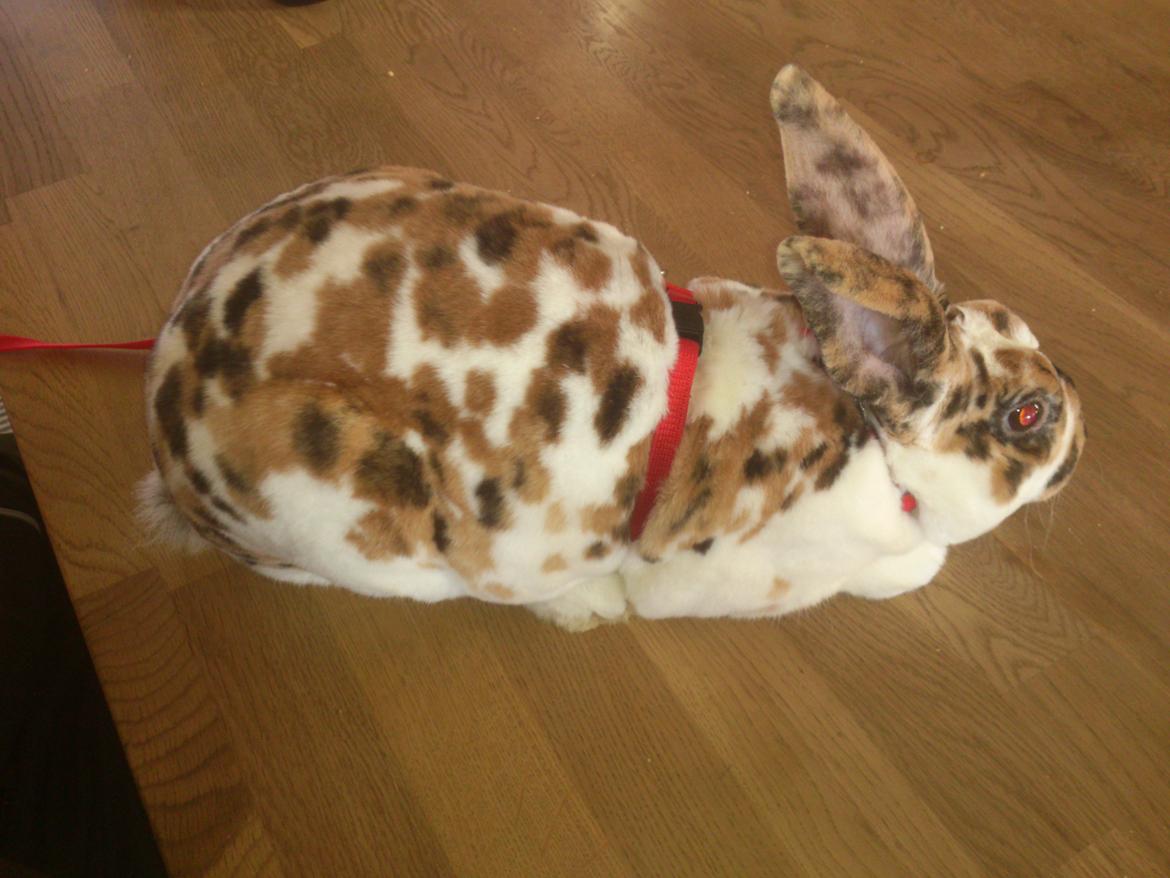 Kanin Lucky Luke billede 4