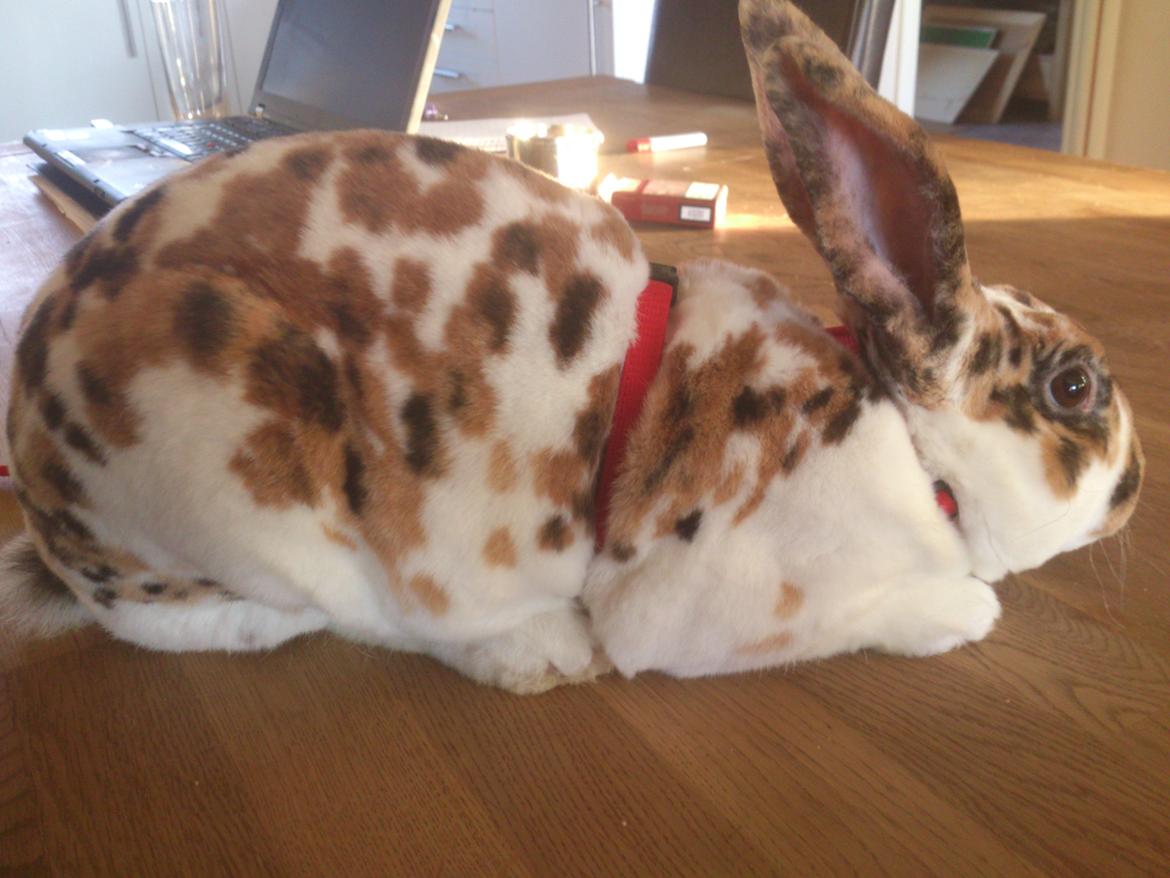 Kanin Lucky Luke billede 5