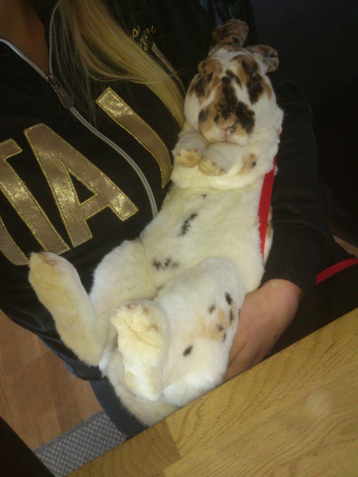 Kanin Lucky Luke billede 6