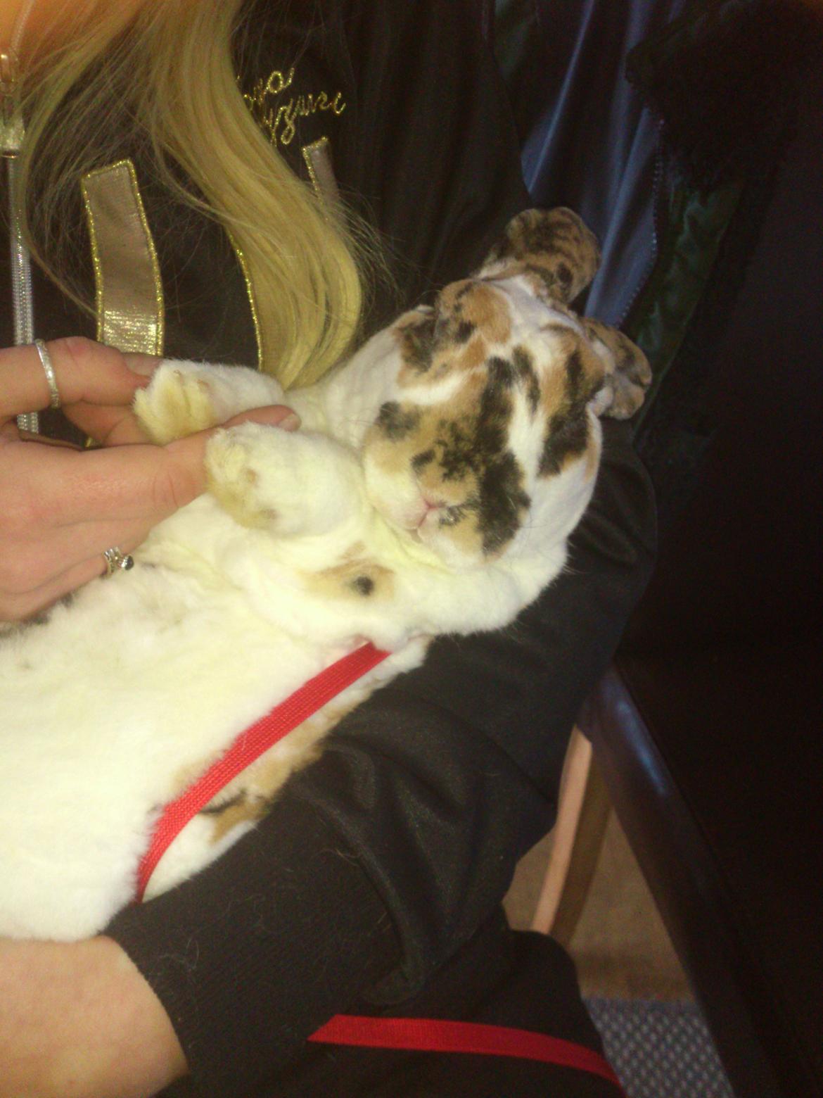 Kanin Lucky Luke billede 7