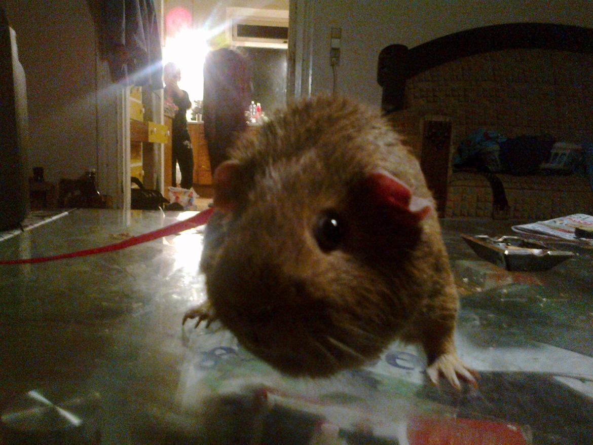 Marsvin Rapunzels Coco karamel billede 5