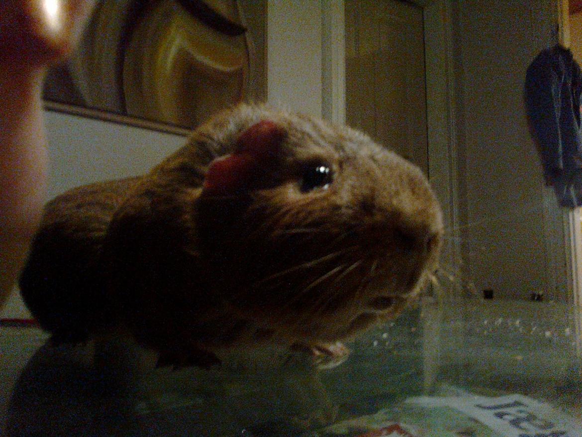 Marsvin Rapunzels Coco karamel billede 6