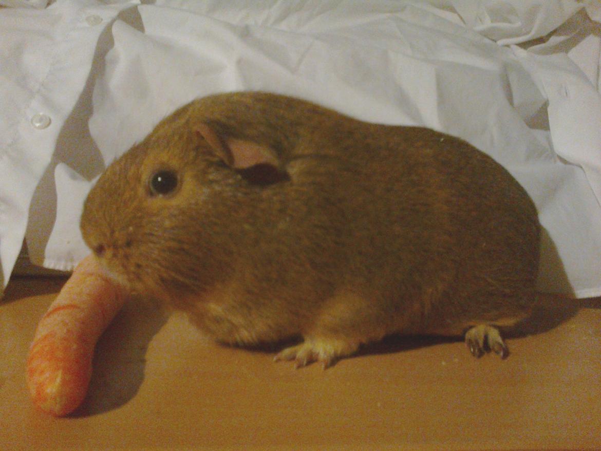 Marsvin Rapunzels Coco karamel billede 7