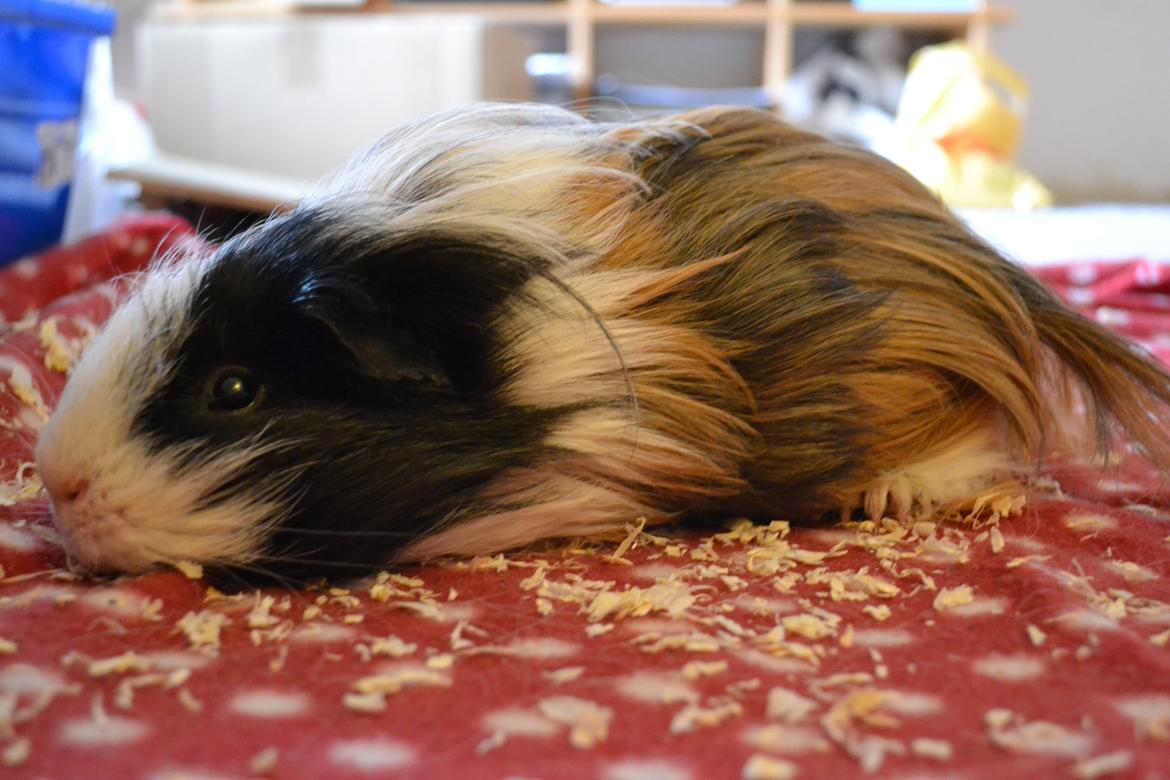 Marsvin Messi billede 1