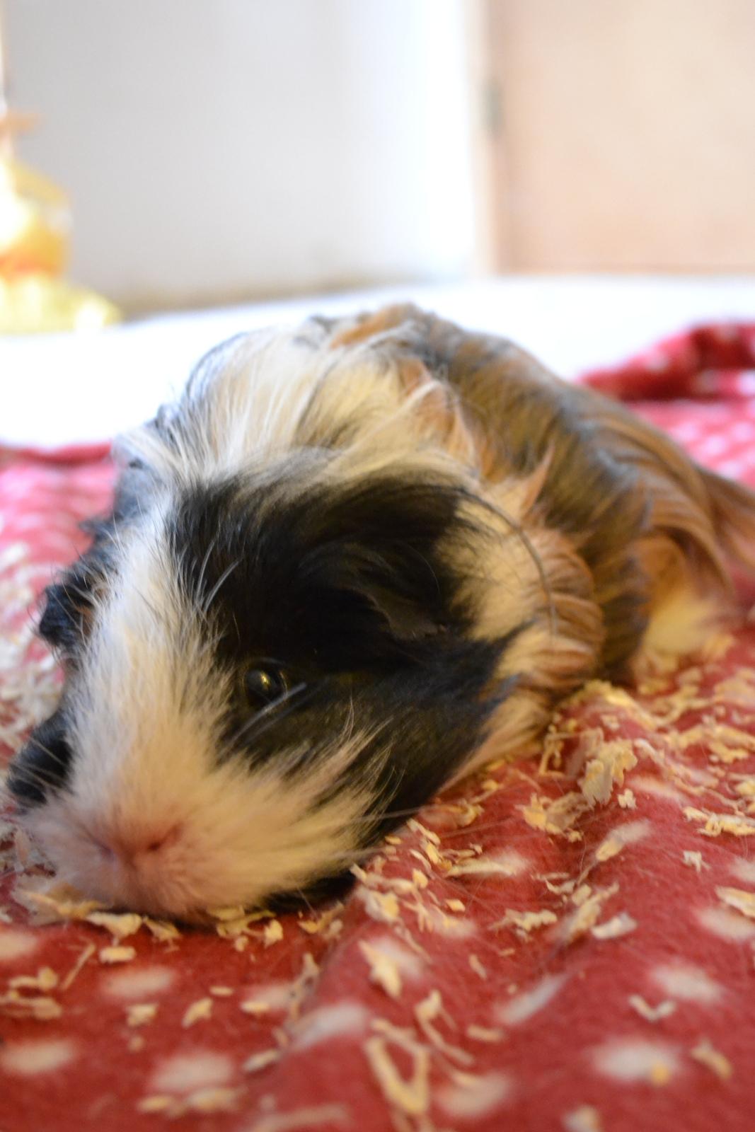 Marsvin Messi billede 2