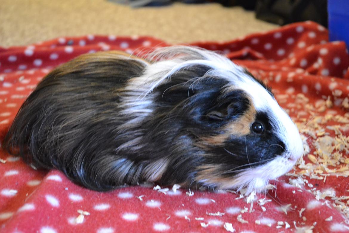 Marsvin Messi billede 3