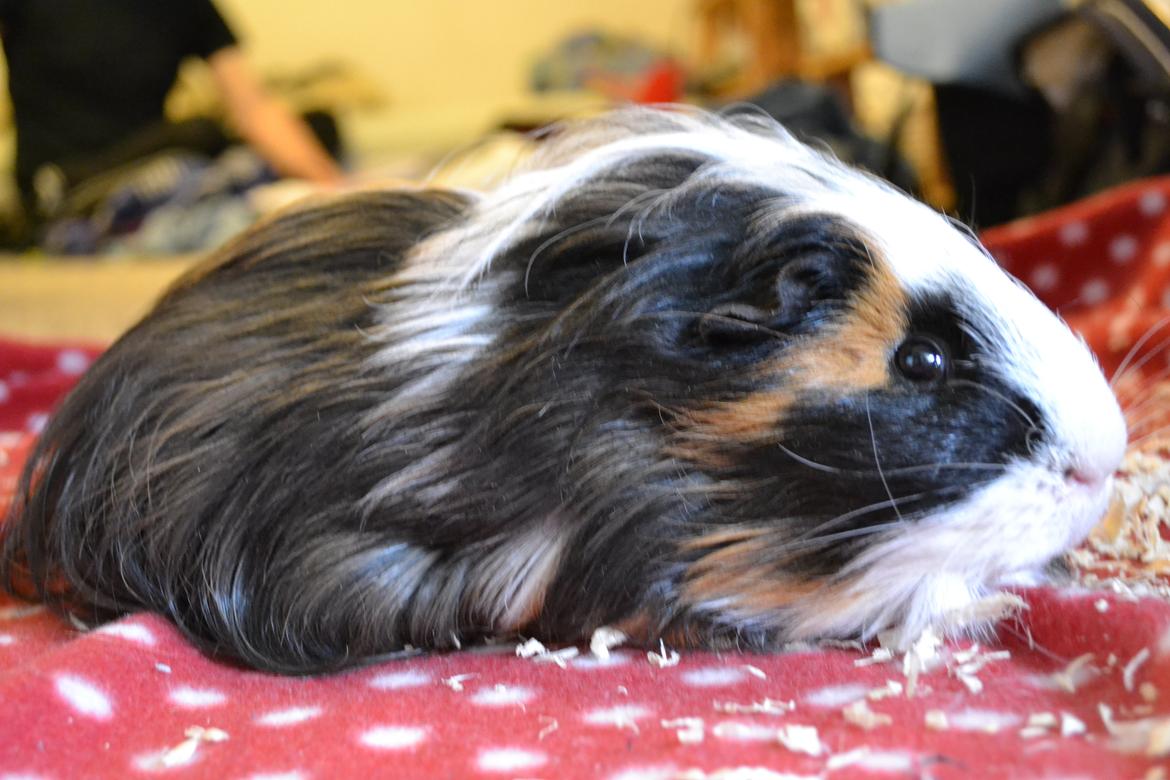 Marsvin Messi billede 4