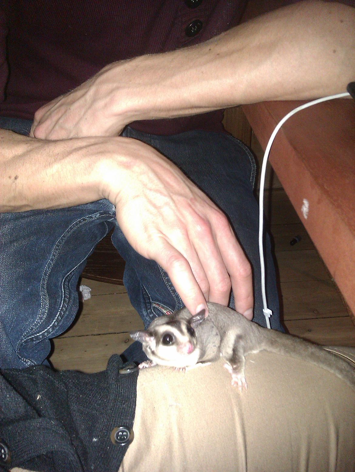 Sugar glider Buddha billede 5