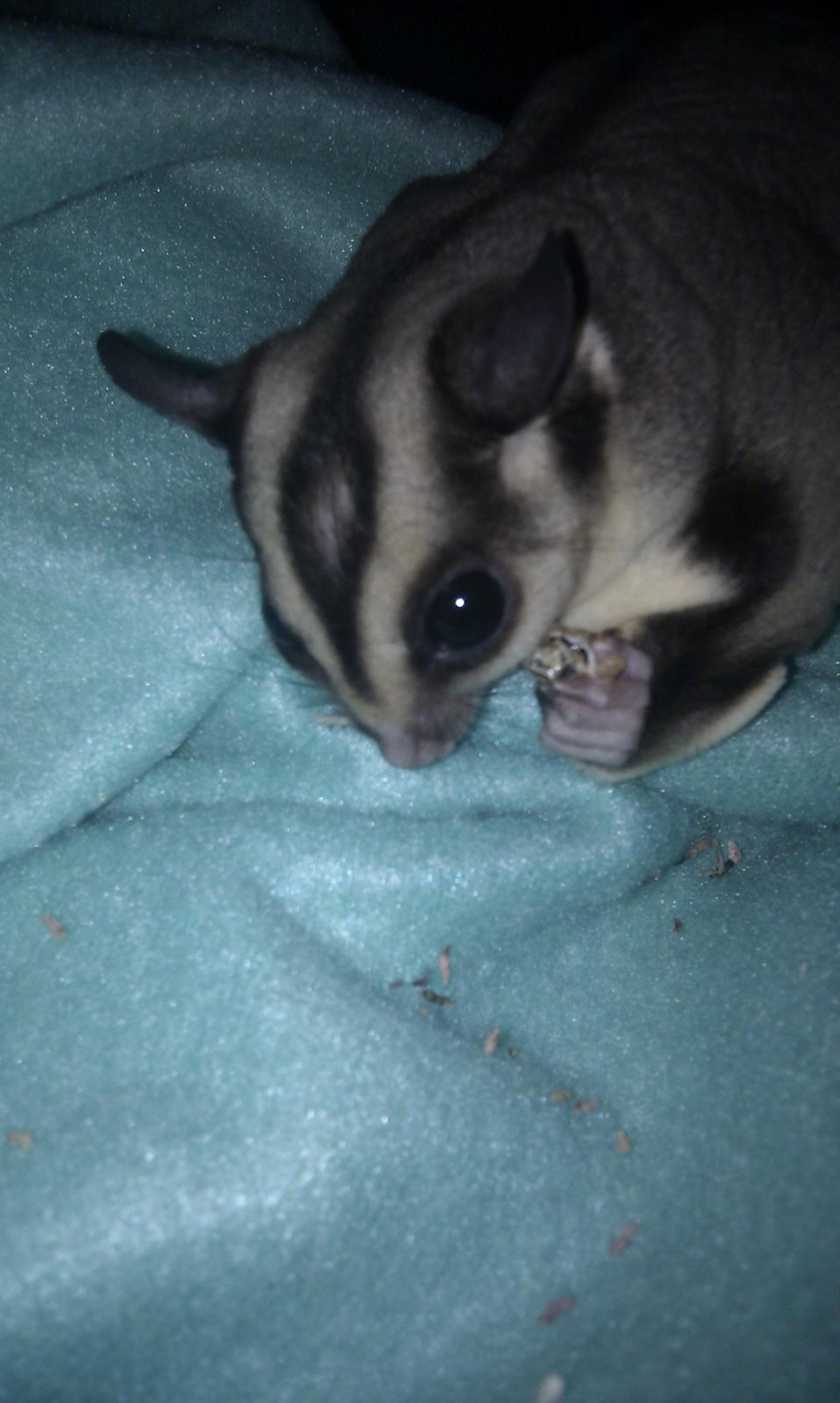 Sugar glider Buddha billede 6