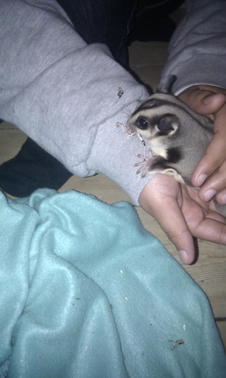 Sugar glider Buddha billede 2