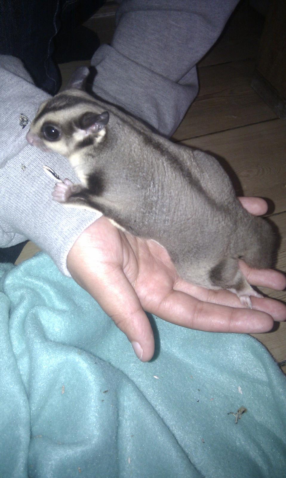 Sugar glider Buddha billede 1