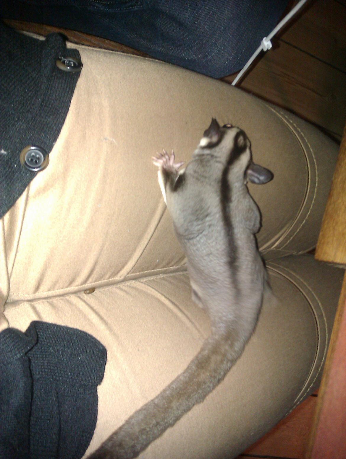 Sugar glider Buddha billede 7