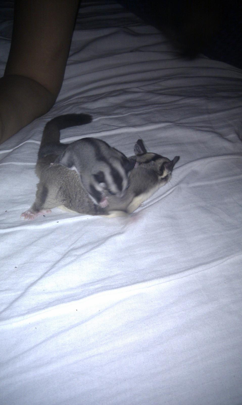 Sugar glider Buddha billede 4