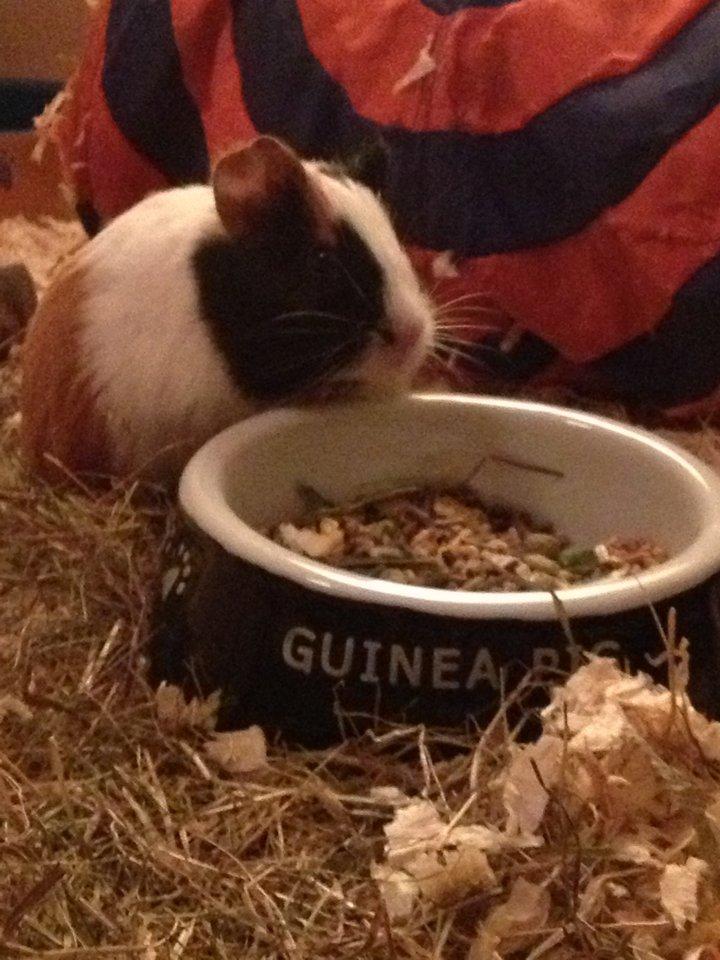 Marsvin | Mille My - Lille mut, stor madskål :-)
21-01-2013 første dag :-D billede 11