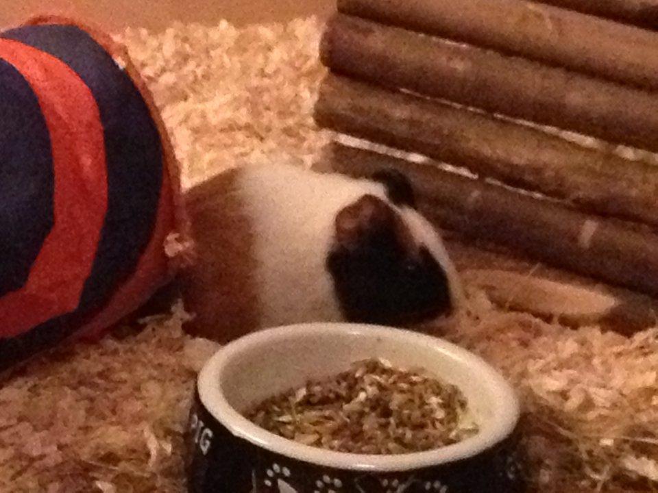 Marsvin | Mille My - 21-01-2013 billede 14