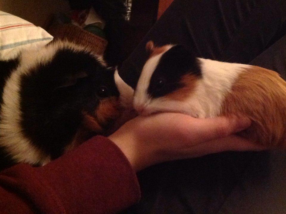 Marsvin | Mille My - Lille mut :-)
21-01-2013 billede 15