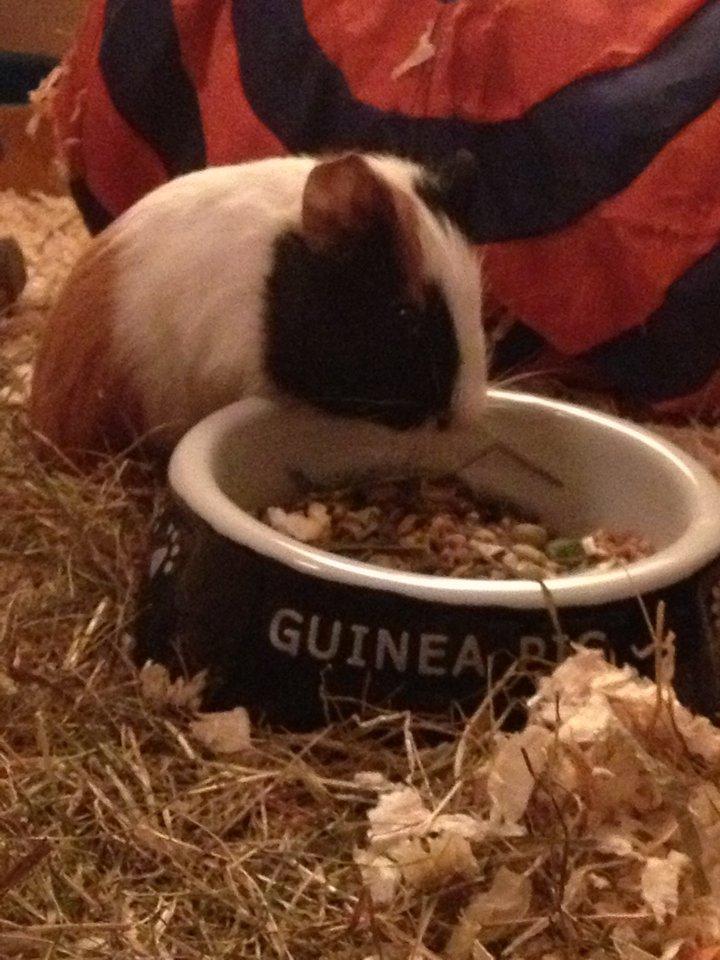 Marsvin | Mille My - 21-01-2013 billede 16