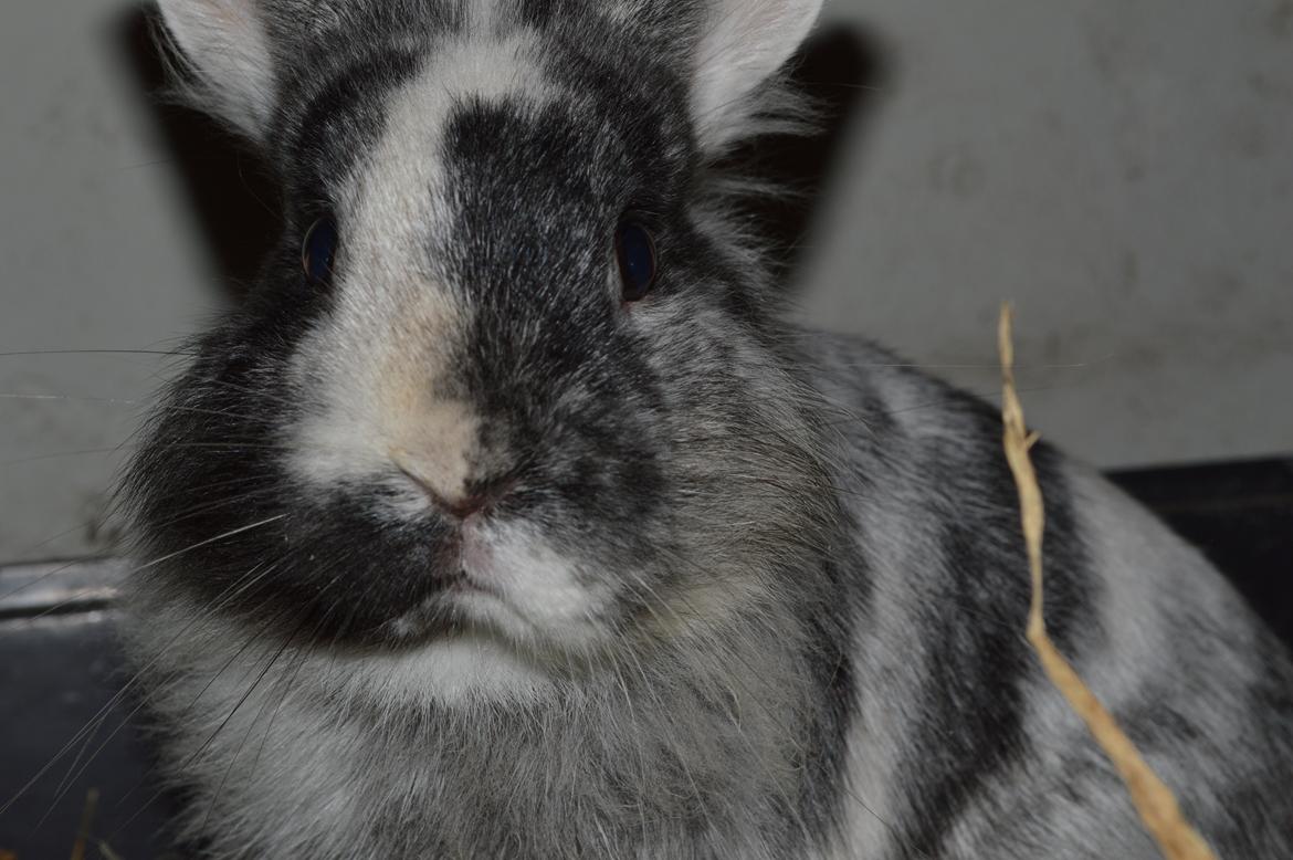Kanin Chester billede 7