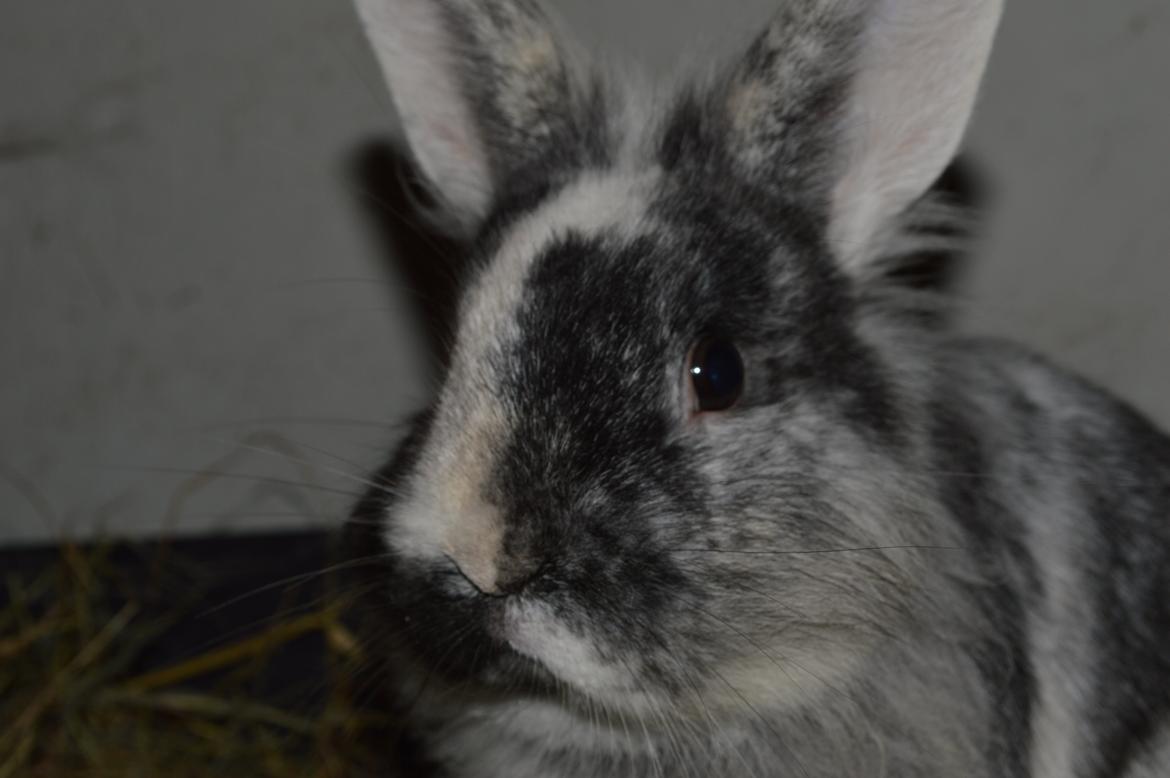 Kanin Chester billede 8