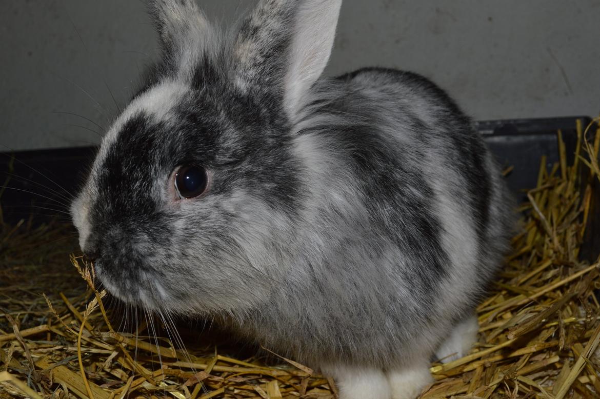 Kanin Chester billede 15