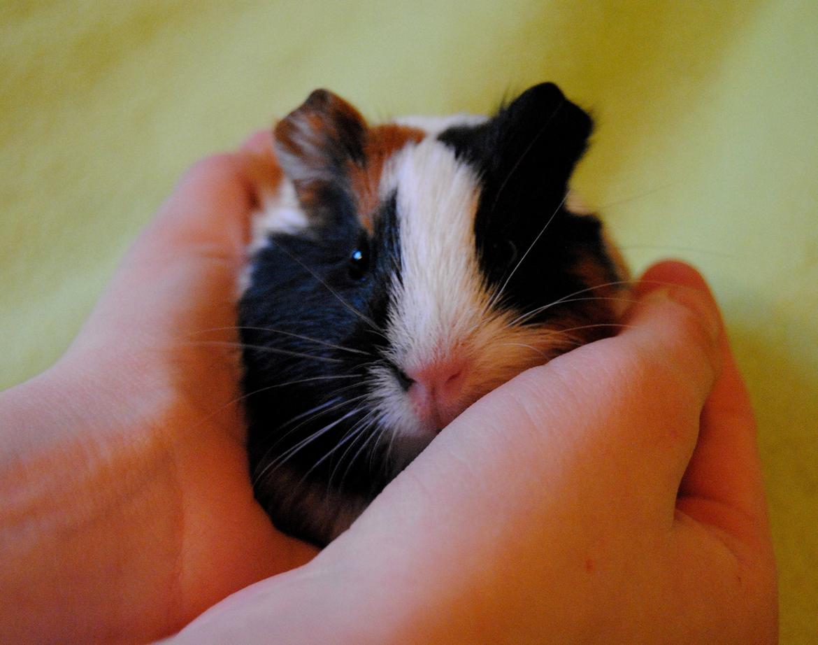 Marsvin | Mille My - 22-01-2013 Lille mut <3 billede 2