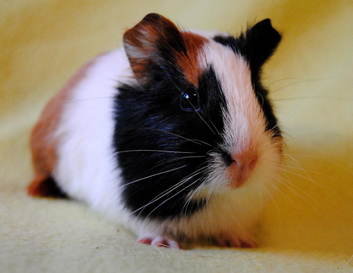 Marsvin | Mille My - I fuld figur :-)
22-01-2013 billede 8