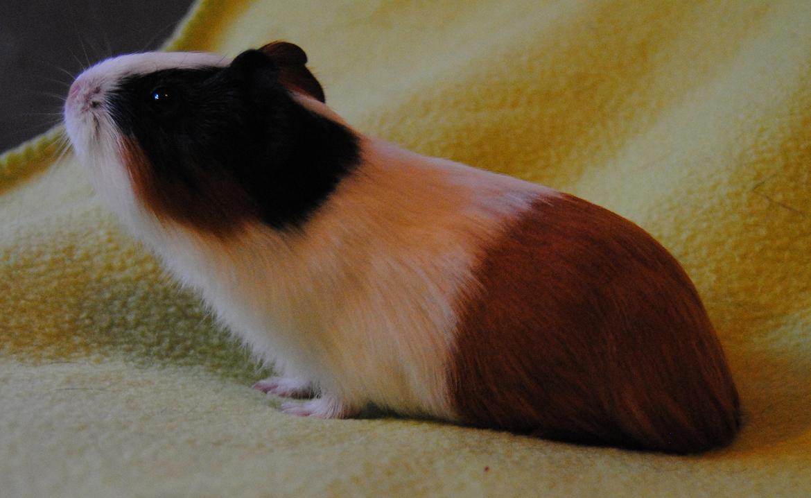 Marsvin | Mille My - 22-01-2013 billede 17