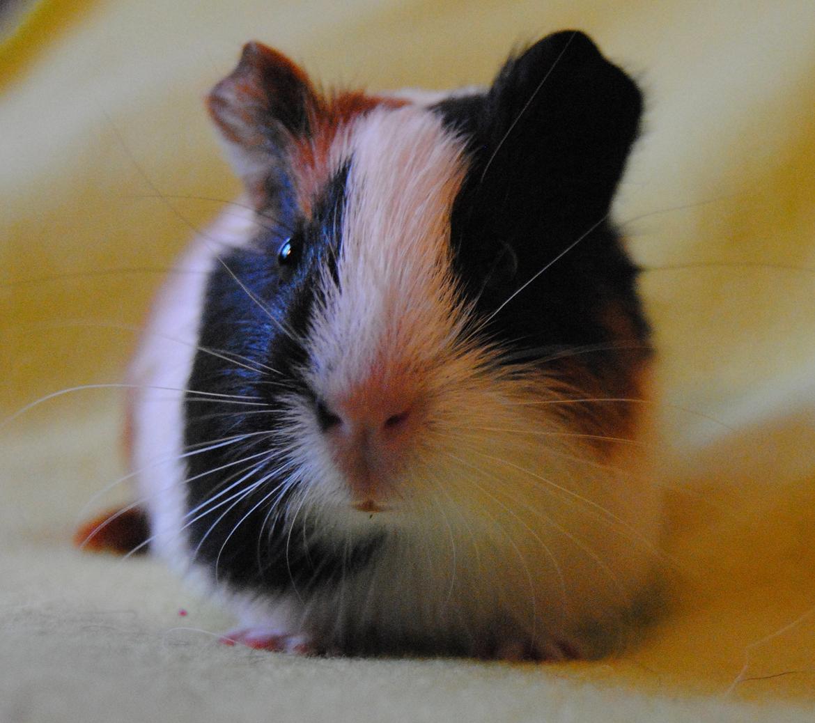 Marsvin | Mille My - 22-01-2013 billede 18