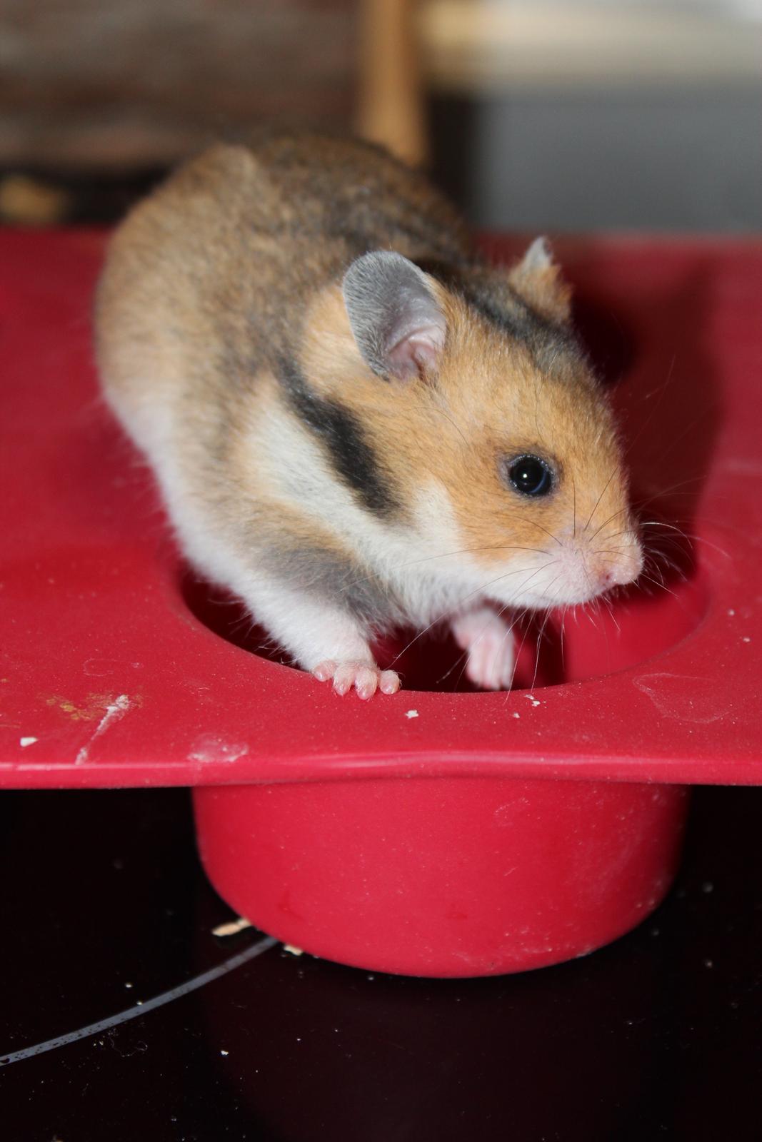 Hamster Cupcake billede 6