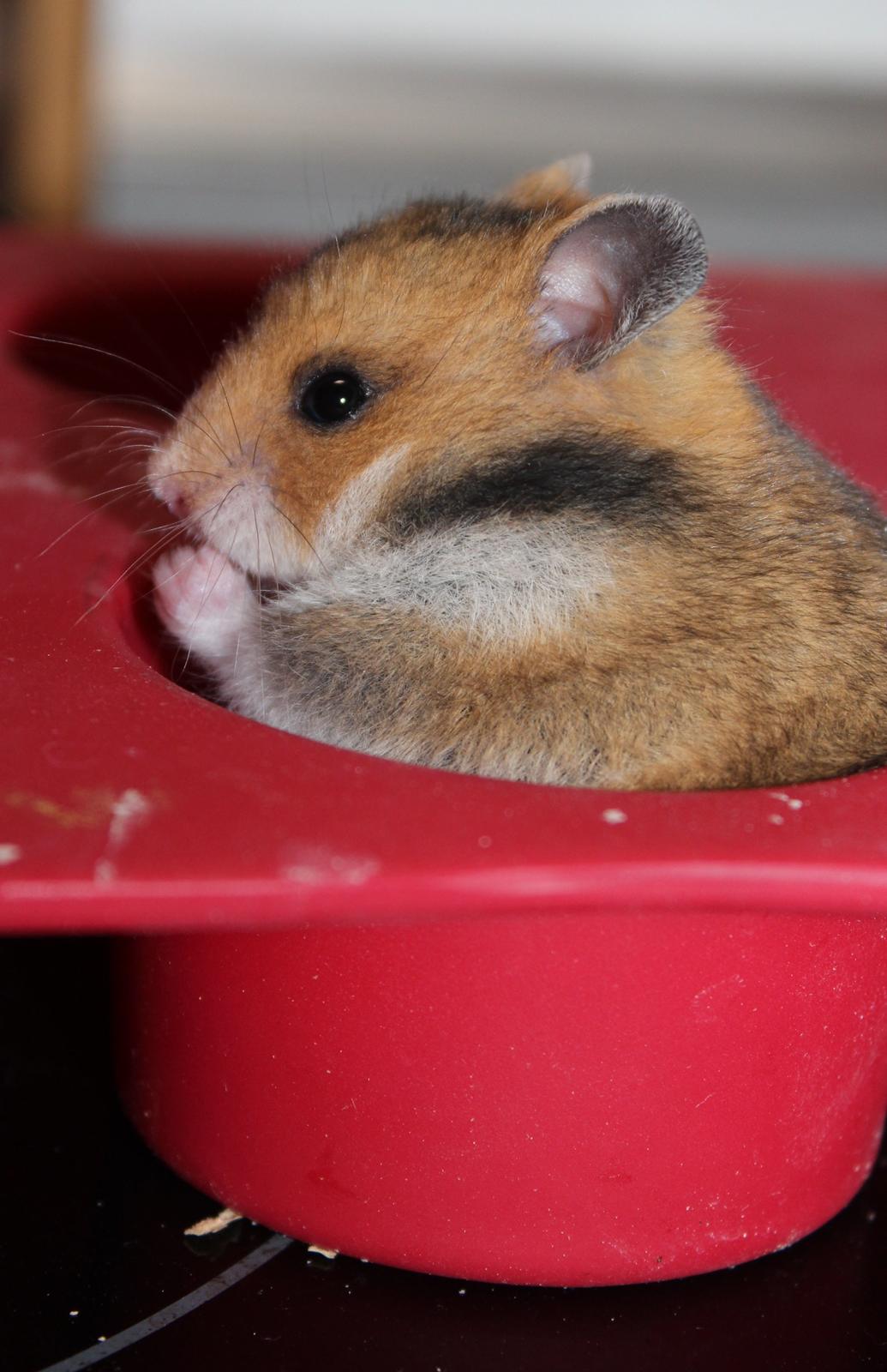 Hamster Cupcake billede 8