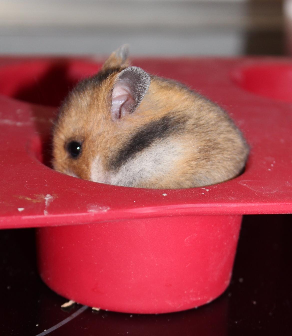 Hamster Cupcake billede 9