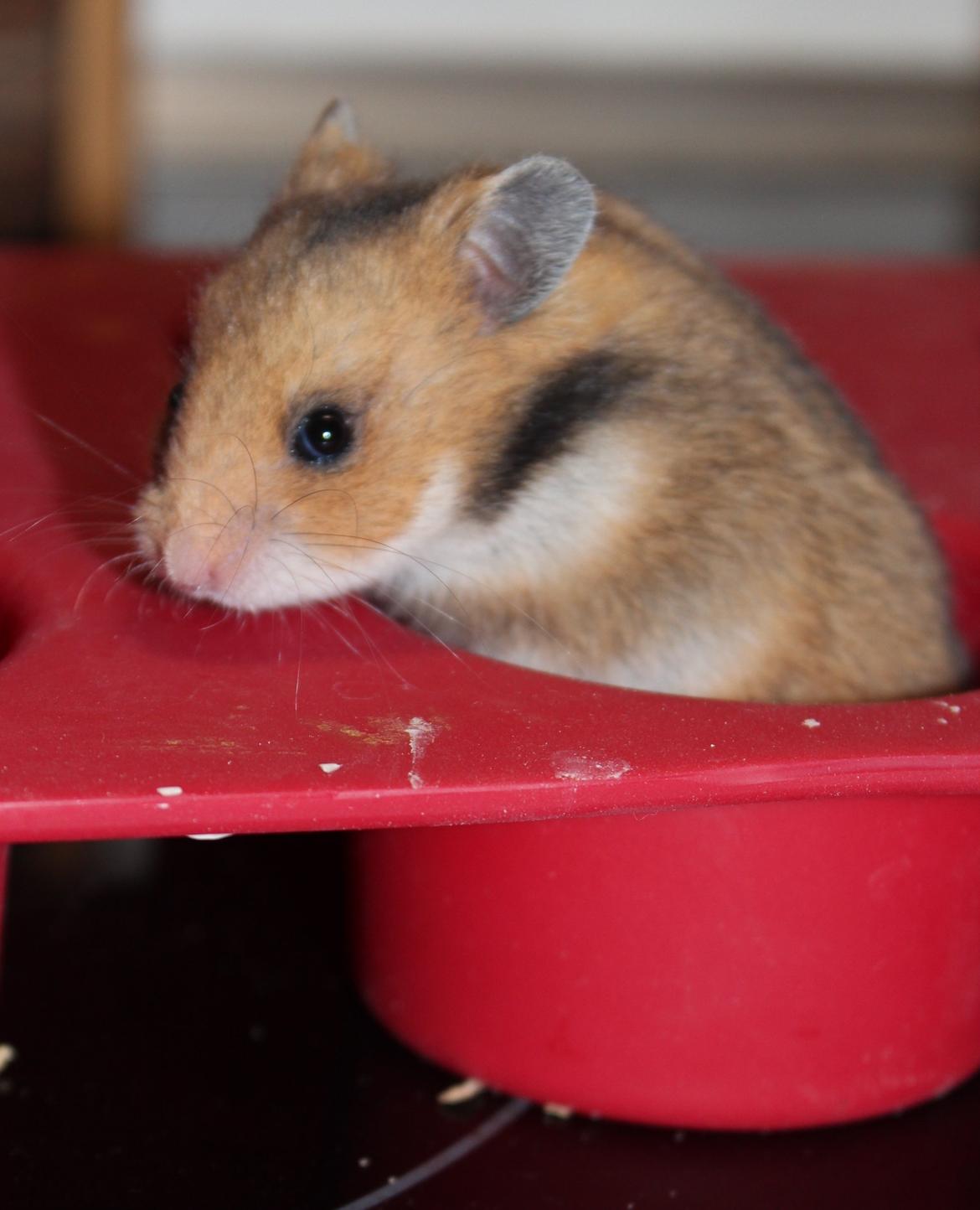 Hamster Cupcake billede 10