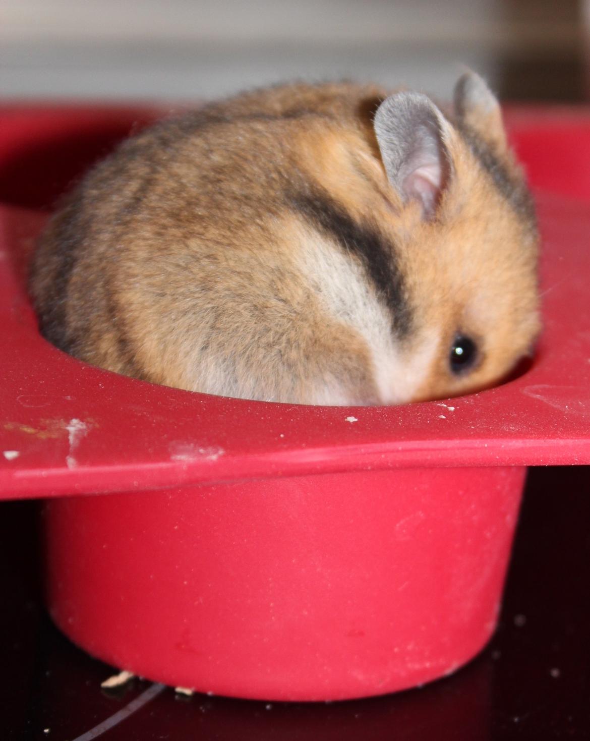 Hamster Cupcake billede 11