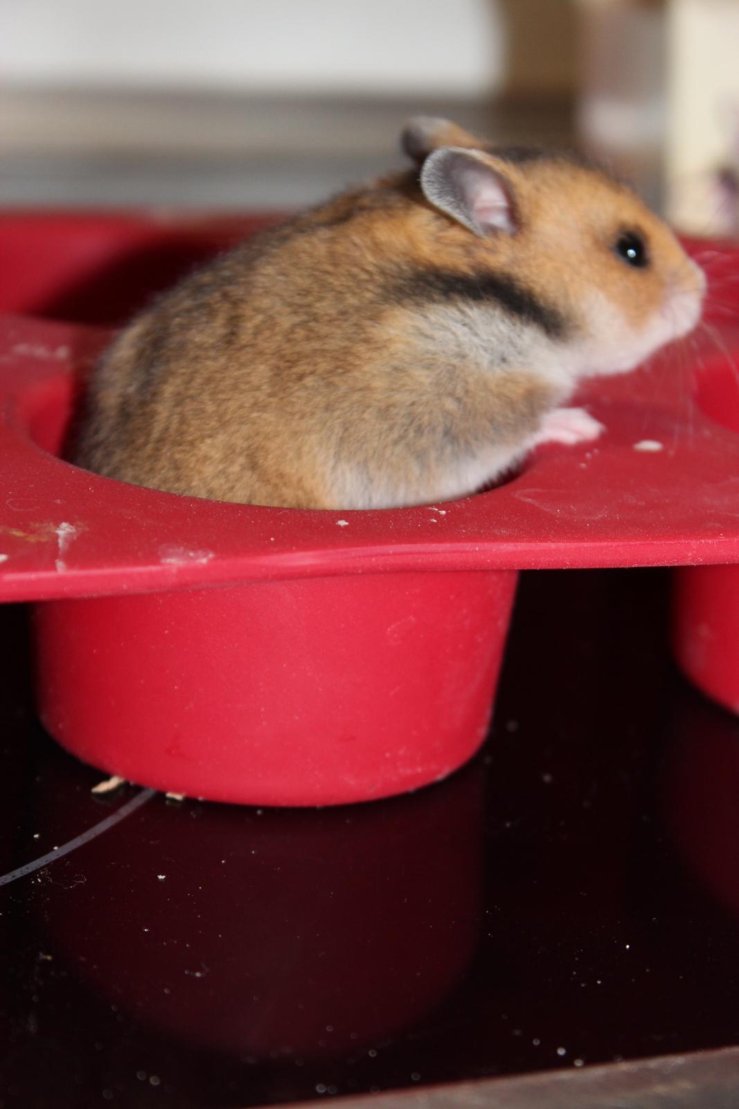 Hamster Cupcake billede 12