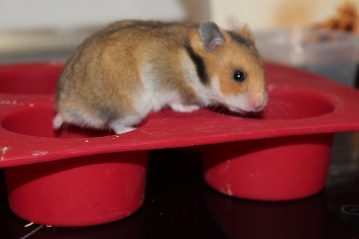 Hamster Cupcake billede 13