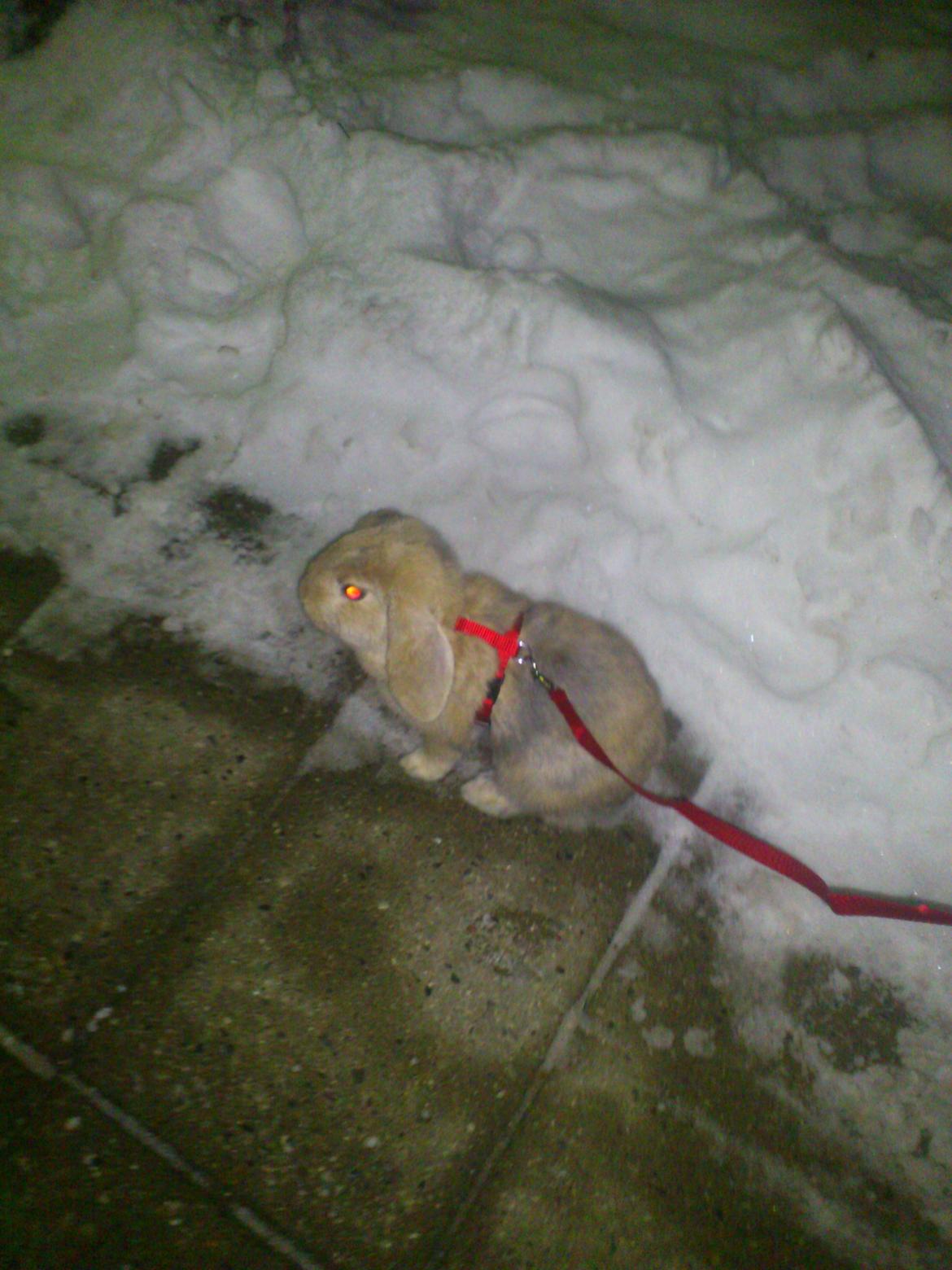 Kanin Charlotteager's Cocio [SAVNET] - For første gang ude i sneen billede 3