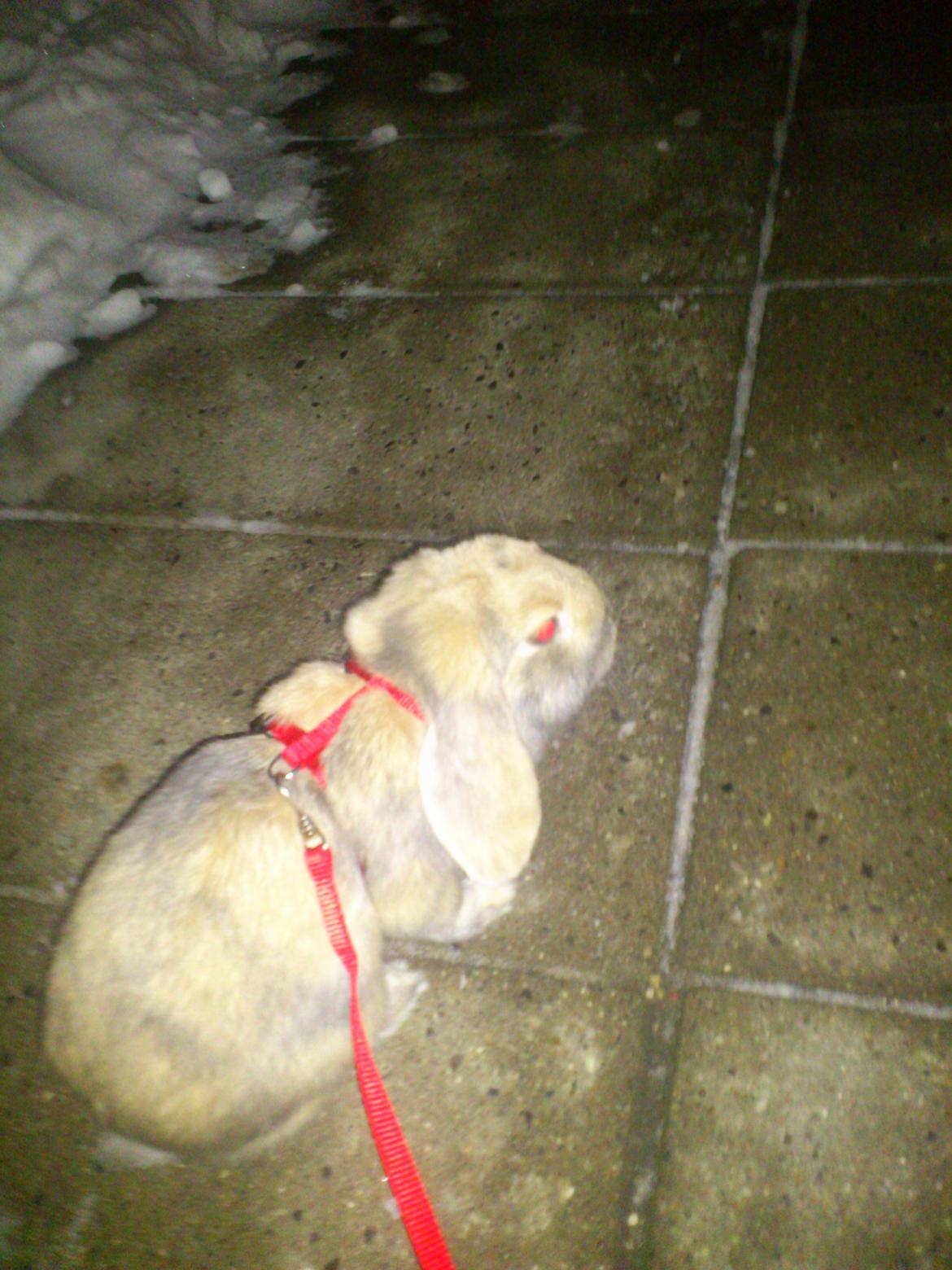 Kanin Charlotteager's Cocio [SAVNET] billede 4