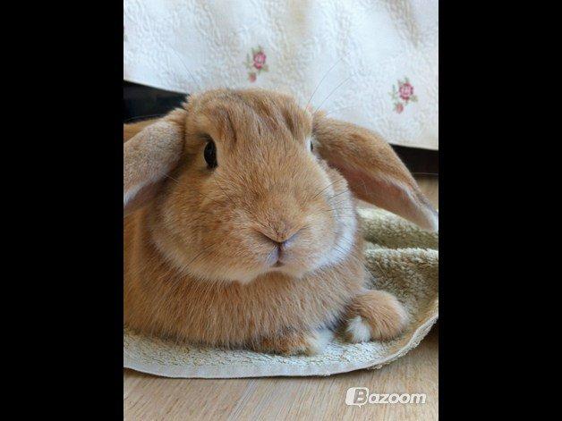 Kanin Nuser<3 billede 4