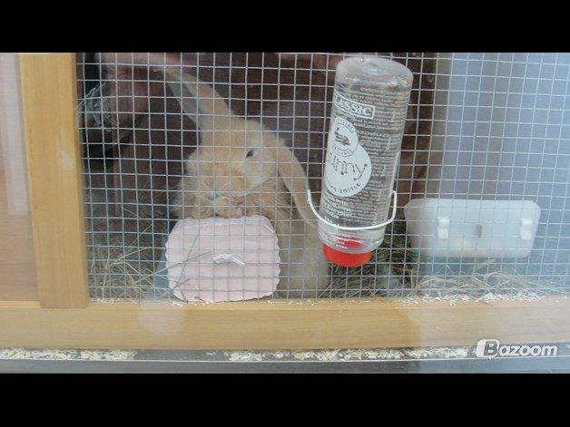 Kanin Nuser<3 billede 5