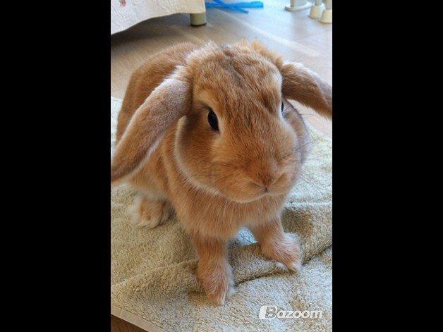 Kanin Nuser<3 billede 6