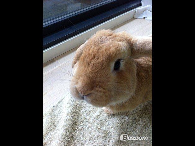 Kanin Nuser<3 billede 7