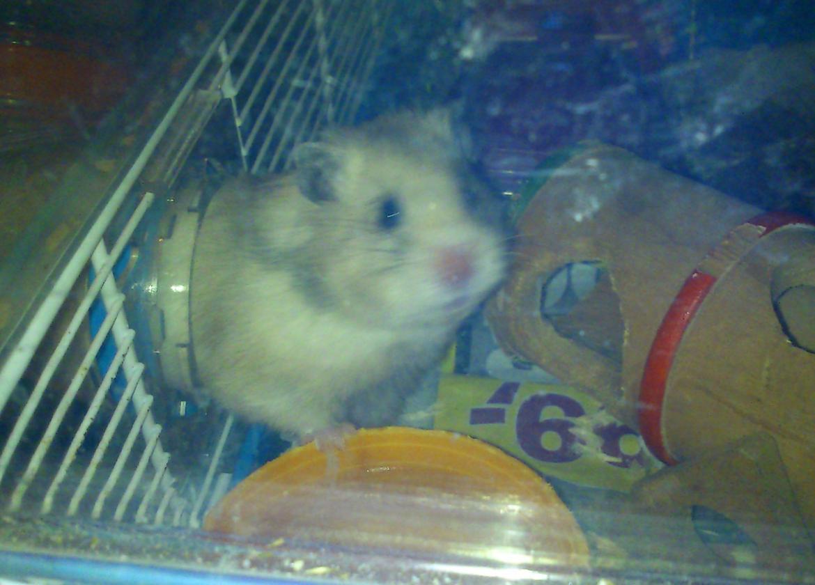 Hamster Fnys Af Hvenetved billede 1