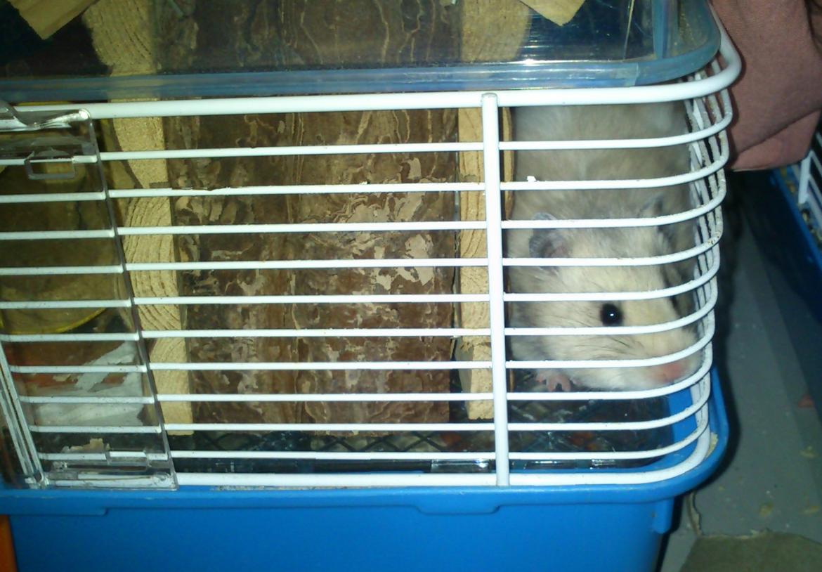 Hamster Fnys Af Hvenetved billede 6
